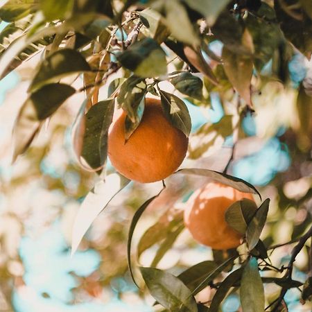 Apartman "Citrus" Trebinje Ngoại thất bức ảnh